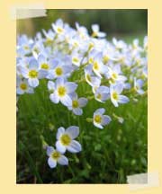 Seth's photo - Bluets